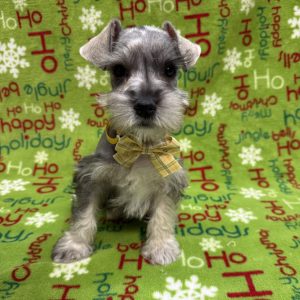 Male Miniature Schnauzer  Born 10/9/25  $1899.99  USDA#47-B-0126