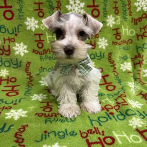 Male Miniature Schnauzer  Born 10/9/25  $1999.99  USDA#47-B-0126