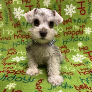 Male Miniature Schnauzer   Born 10/9/25  $1999.99  USDA#47-B-0126
