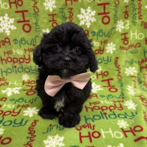 Male ShizaPoo/Yorkie  Born 10/12/25  $1599.99  USDA#47-B-0126