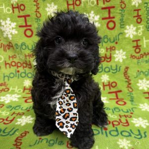 Male Shi-Poo  Born 10/8/25  $1599.99  USDA#47-B-0126