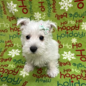 Female West Highland Terrier  Born 10/4/25  $1799.99  USDA#46-A-0112