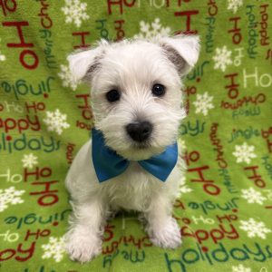 Male West Highland Terrier  Born 10/4/25  $1699.99  USDA#46-A-0112