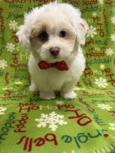 Male Pomapoo  Born 10/9/25  $1699.99  USDA#47-B-0126