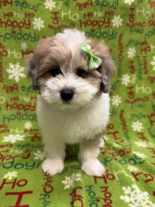 Female Pomapoo  Born 10/9/25  $1799.99  USDA#47-B-0126