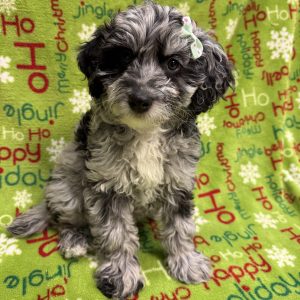 Female Miniature Labradoodle   Born 10/9/25  $1899.99  USDA#46-A-0270