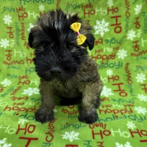 Female Soft Coated Wheaten   Born 10/4/25  $1699.99  USDA#46-A-0112