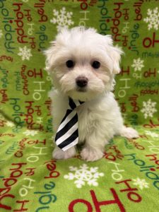 Male Maltipoo (Maltese x Poodle)  Born: 9/30/25  SALE! Originally: $1699.99 - $300 Now: $1399.99!  USDA# 48-A-2193