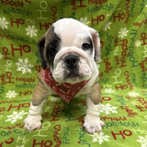 Male English Bulldog   Born: 10/18/25  SALE! Originally: $4299.99 - $300 Now: $3999.99!  USDA# 48-A-0778