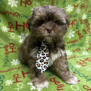 Male Pooshi (Poodle x Shih Tzu)  Born: 10/22/25  SALE! Originally: $1899.99 - $200 Now: $1699.99!  USDA# 46-B-0077