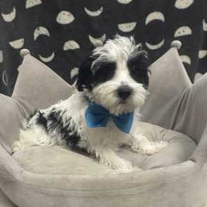 Male Schnoodle (Schnauzer x Poodle) Born: 4/18/25 $1599.99 USDA# 47-B-0126