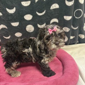 Female Cockapoo (Cocker Spaniel x Poodle)  Born: 4/21/25 $1999.99 USDA# 47-B-0126