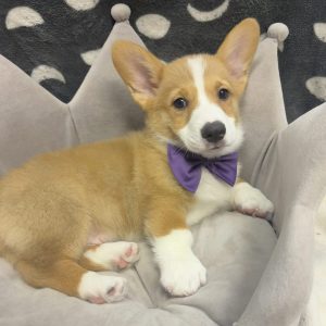 Male Corgi Born: 4/21/25 $1999.99 USDA# 47-B-0126