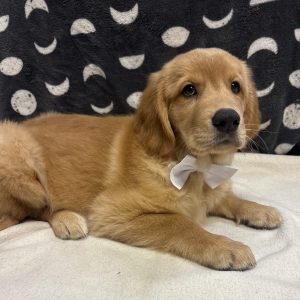 Male Golden Retriever Born: 4/21/25 $2299.99 USDA# 47-B-0126