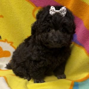 Female Poodle Born: 7/10/26 $2199.99 USDA# 47-B-0126