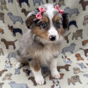 Female Mini Aussie Born: 7/17/26 $2299.99 USDA# 48-A-2065