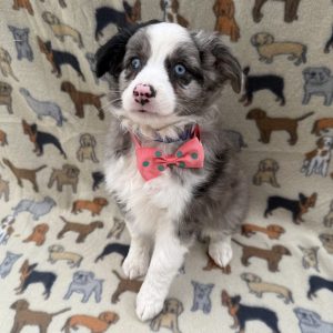Male Mini Aussie Born: 7/17/26 $2299.99 USDA# 48-A-2065