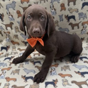 Male Labrador Retriever Born: 7/16/26 $2199.99 USDA# 46-A-0331
