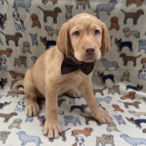 Male Labrador Retriever Born: 7/16/26 $2199.99 USDA# 46-A-0331