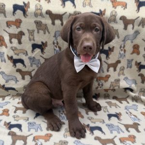 Male Labrador Retriever Born: 7/16/26 $2199.99 USDA# 46-A-0331