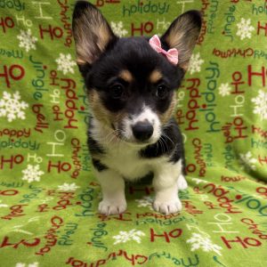 Female Pembroke Welsh Corgi  Born: 10/6/25  SALE! Originally: $2199.99 - $200 Now: $1699.99!  USDA# 73-A-1885
