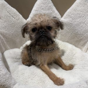 Male Brussels Griffon Born: 2/1/26 $2299.99 USDA# 49-A-2193