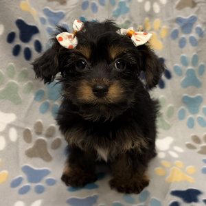 Female Yorkiepoo (Yorkshire Terrier x Poodle) Born: 8/2/26 $1799.99 USDA# 48-A-2193
