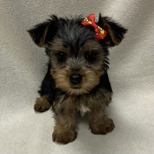 Female Silkshire Terrier (Silky Terrier x Yorkshire Terrier) Born: 2/13/26 $2099.99 USDA# 47-B-0126