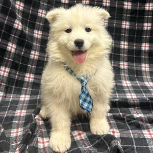 Male Samoyed Born: 11/11/25 $2999.99 USDA# 48-A-2245