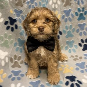 Male Cockapoo (Cocker Spaniel x Poodle) Born: 8/19/26 $1999.99 USDA# 48-A-2193