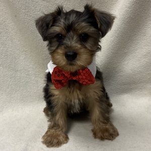 Male Yorkiepoo (Yorkie x Poodle) Born: 2/19/26 $1899.99 USDA# 47-B-0126