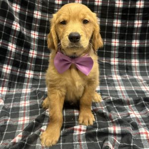 Male Golden Retriever Born: 11/5/25 $2299.99 USDA# 47-B-0126