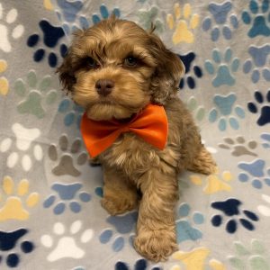 Male Cockapoo (Cocker Spaniel x Poodle) Born: 8/19/26 $2099.99 USDA# 48-A-2193