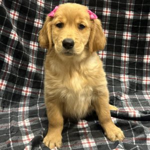 Female Golden Retriever Born: 11/5/25 $2299.99 USDA# 47-B-0126