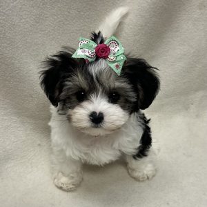 Female Morkiepoo (Maltese/Poodle x Yorkie) Born: 2/20/26 $2399.99 USDA# 47-B-0126