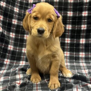 Female Golden Retriever Born: 11/5/25 $2299.99 USDA# 47-B-0126
