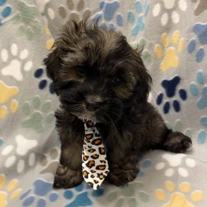 Male Cockapoo (Cocker Spaniel x Poodle) Born: 8/19/26 $1899.99 USDA# 48-A-2193