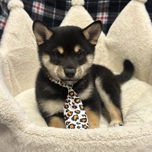 Male Shiba Inu Born: 11/4/25 $1999.99 USDA# 47-B-0126 