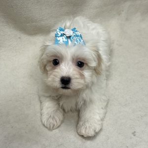 Female Havamalt (Havanese x Maltese) Born: 2/17/26 $1899.99 USDA# 47-B-0126