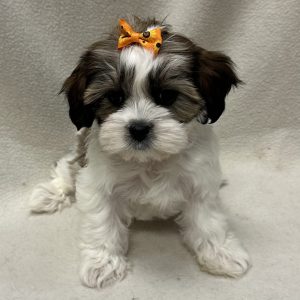 Female Malshipoo (Maltese/Poodle x Shih Tzu) Born: 2/19/26 $1999.99 USDA# 47-B-0126