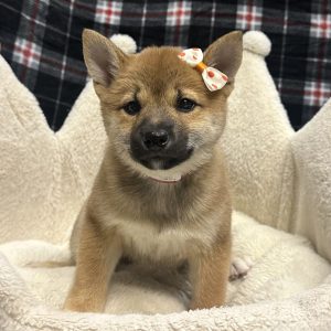 Female Shiba Inu Born: 11/4/25 $1899.99 USDA# 47-B-0126