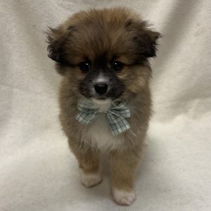 Male Aussiepom (Australian Shepherd x Pomeranian) Born: 2/21/26 $1999.99 USDA# 47-B-0126