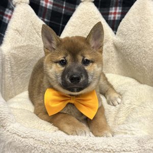 Male Shiba Inu Born: 11/4/25 $1899.99 USDA# 47-B-0126