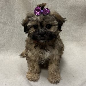 Female Malshipoo (Maltese/Poodle x Shih Tzu) Born: 2/19/26 $2099.99 USDA# 47-B-0126