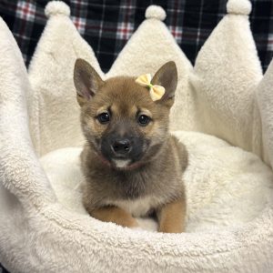 Female Shiba Inu Born: 11/4/25 $1899.99 USDA# 47-B-0126