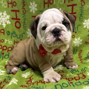 Male English Bulldog  Born 10/1/25  $4299.99  USDA #48-A-0778