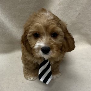 Male Cavapoo (Cavalier x Poodle) Born: 2/16/26 $2399.99 USDA# 47-B-0126