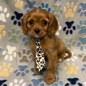 Male Cavalier  Born: 8/13/26 $2599.99 USDA# 85-A-0077