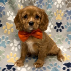 Male Cavalier Born: 8/13/26 $2599.99 USDA# 85-A-0077