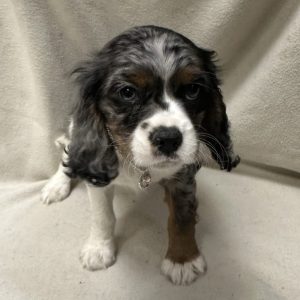 Female Cockalier (Cocker Spaniel x Cavalier) Born: 2/16/26 $1999.99 USDA# 47-B-0126